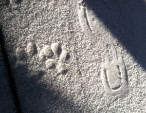 paws in snow